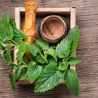 Lemon Balm Tarot Garden + Gift Seed Packet