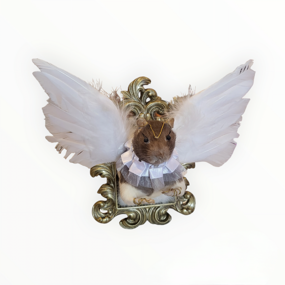 Angel Rat Bust Taxidermy