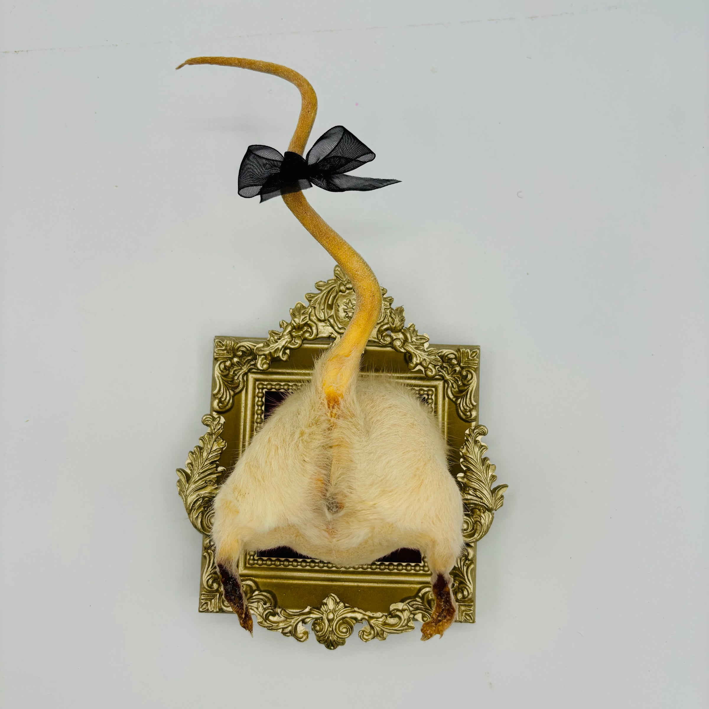 Taxidermy Rat Butt – Miette