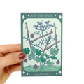 Cilantro Coriander Tarot Garden + Gift Seed Packet