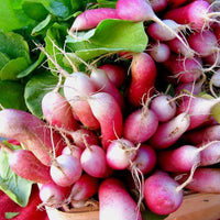 French Breakfast Radish Tarot Garden + Gift Seed Packet
