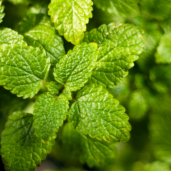 Lemon Balm Tarot Garden + Gift Seed Packet