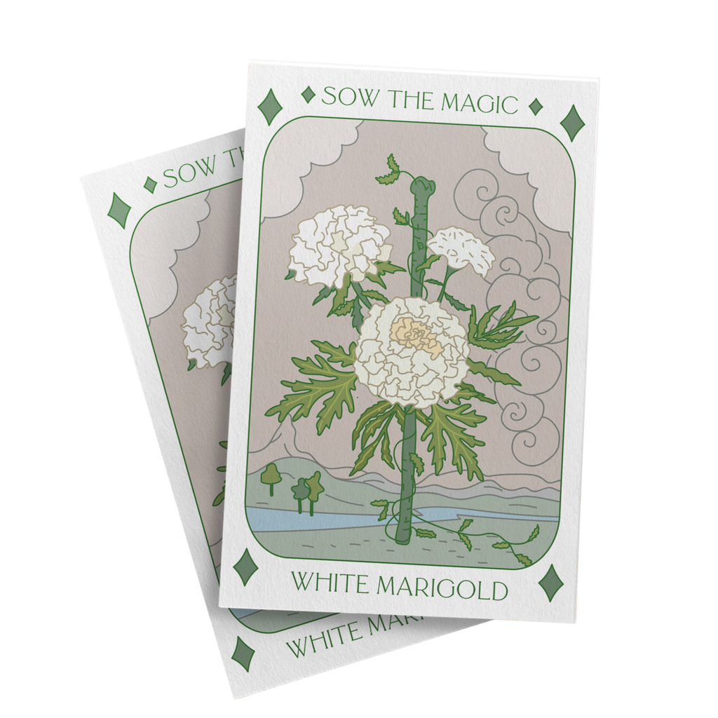 White Marigold Tarot Seed Packet