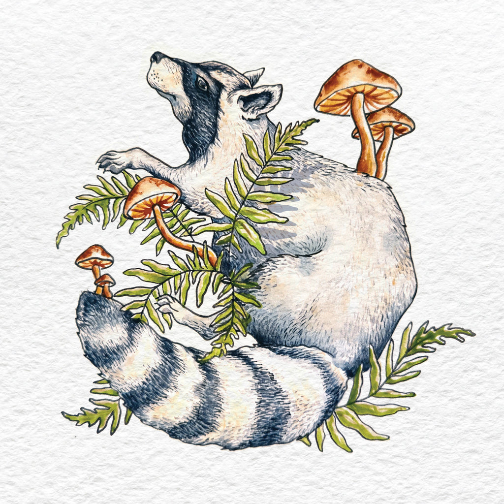 Raccoon Forager - Vinyl Sticker Art - Mushroom Forest PNW