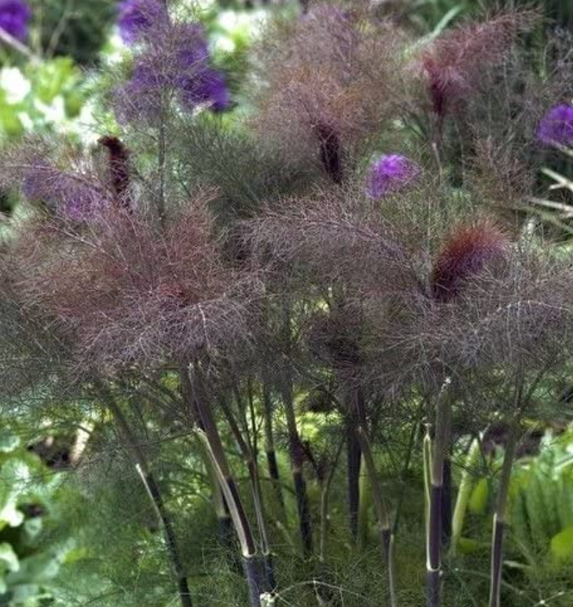 Bronze Fennel Tarot Garden + Gift Seed Packet