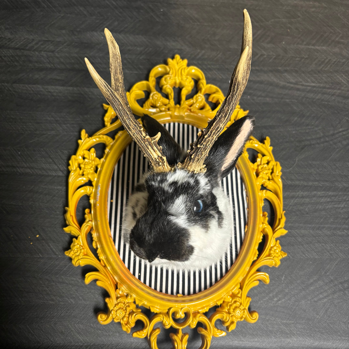 Jackalope Taxidermy