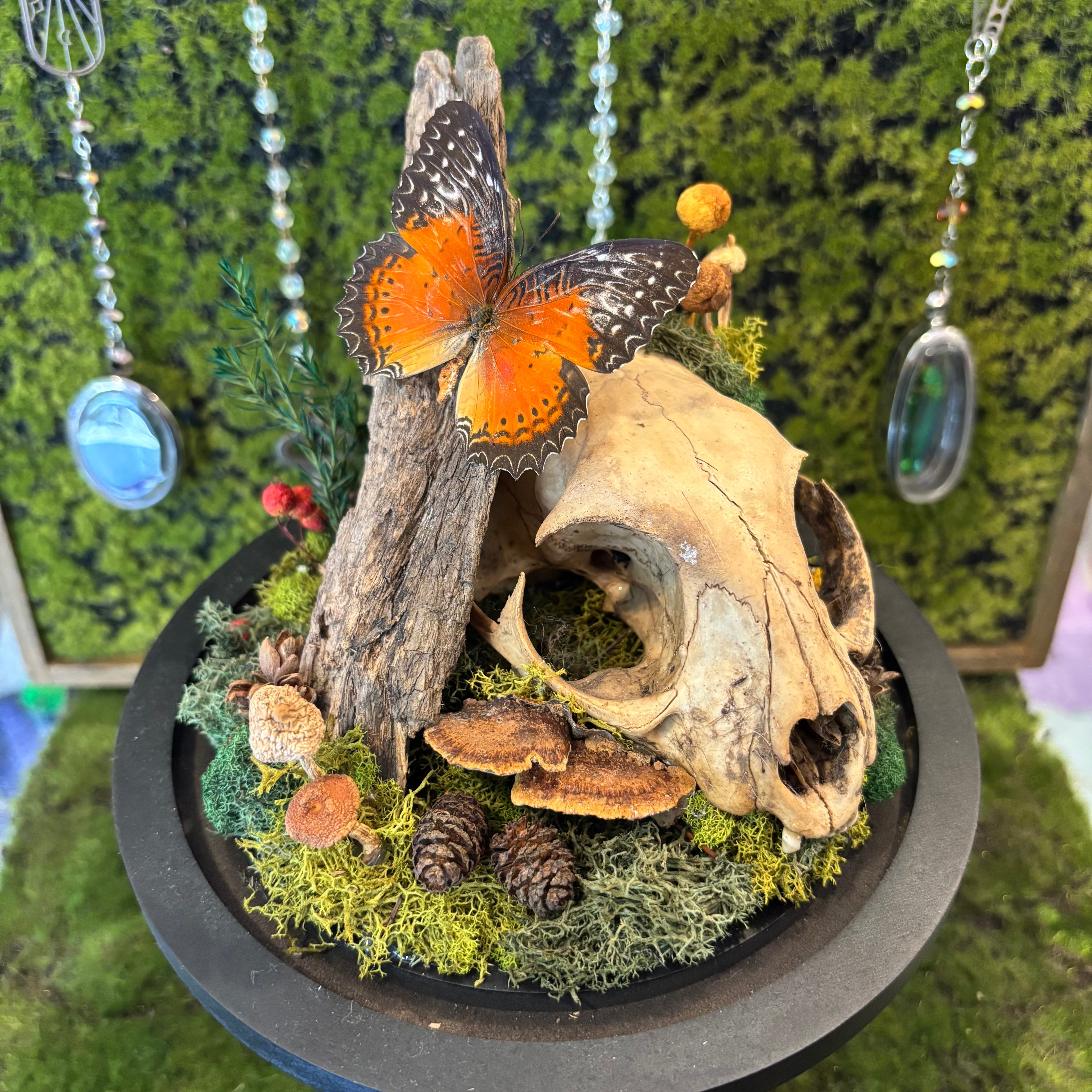 Skull and Butterfly Dome