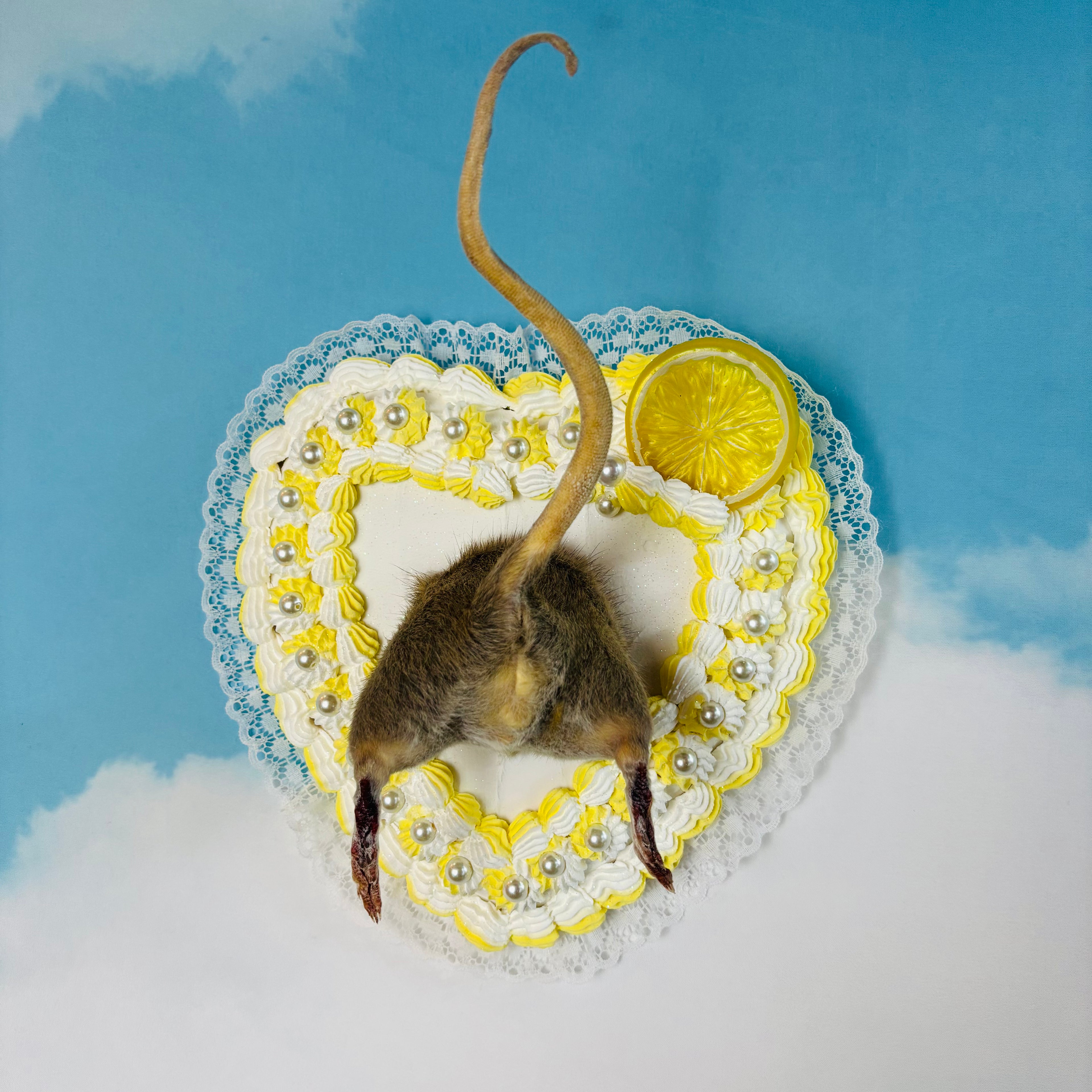 Lemon Cake Rat Butt Taxidermy