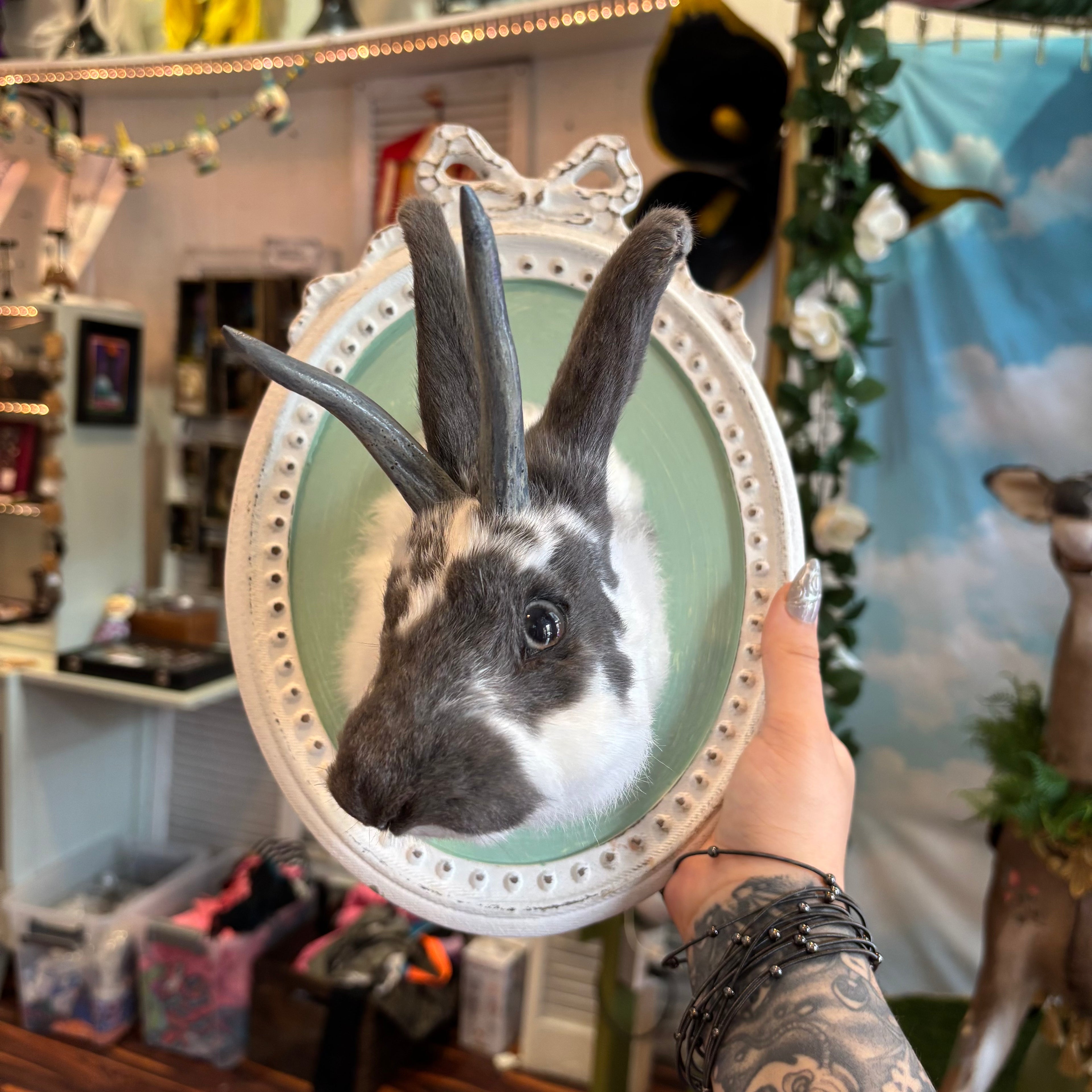 Jackalope Taxidermy