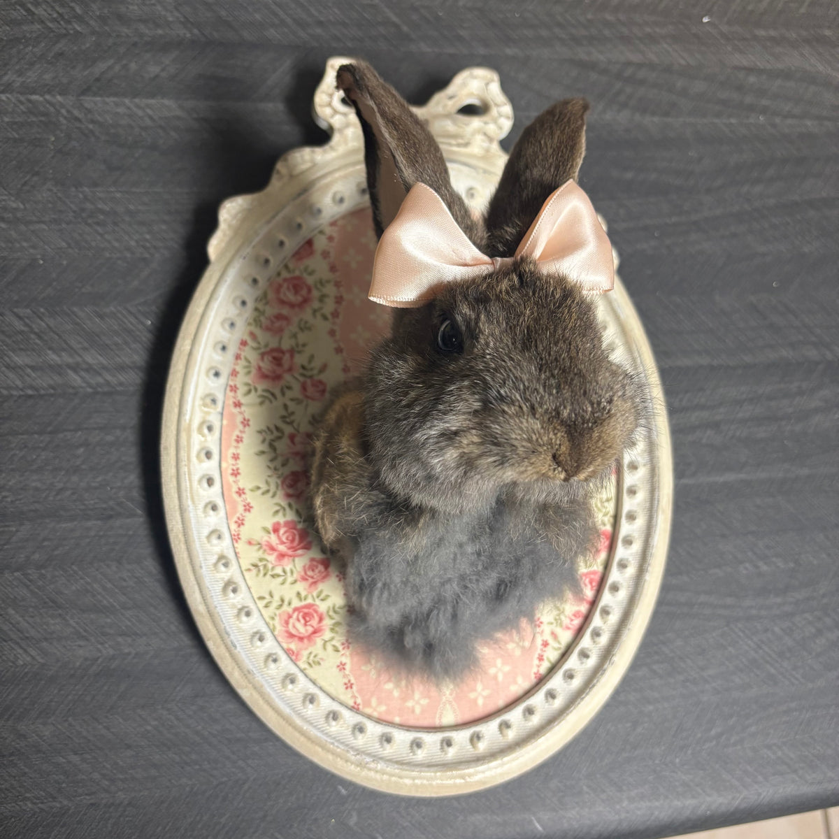 Rabbit Taxidermy