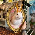 Jackalope Taxidermy