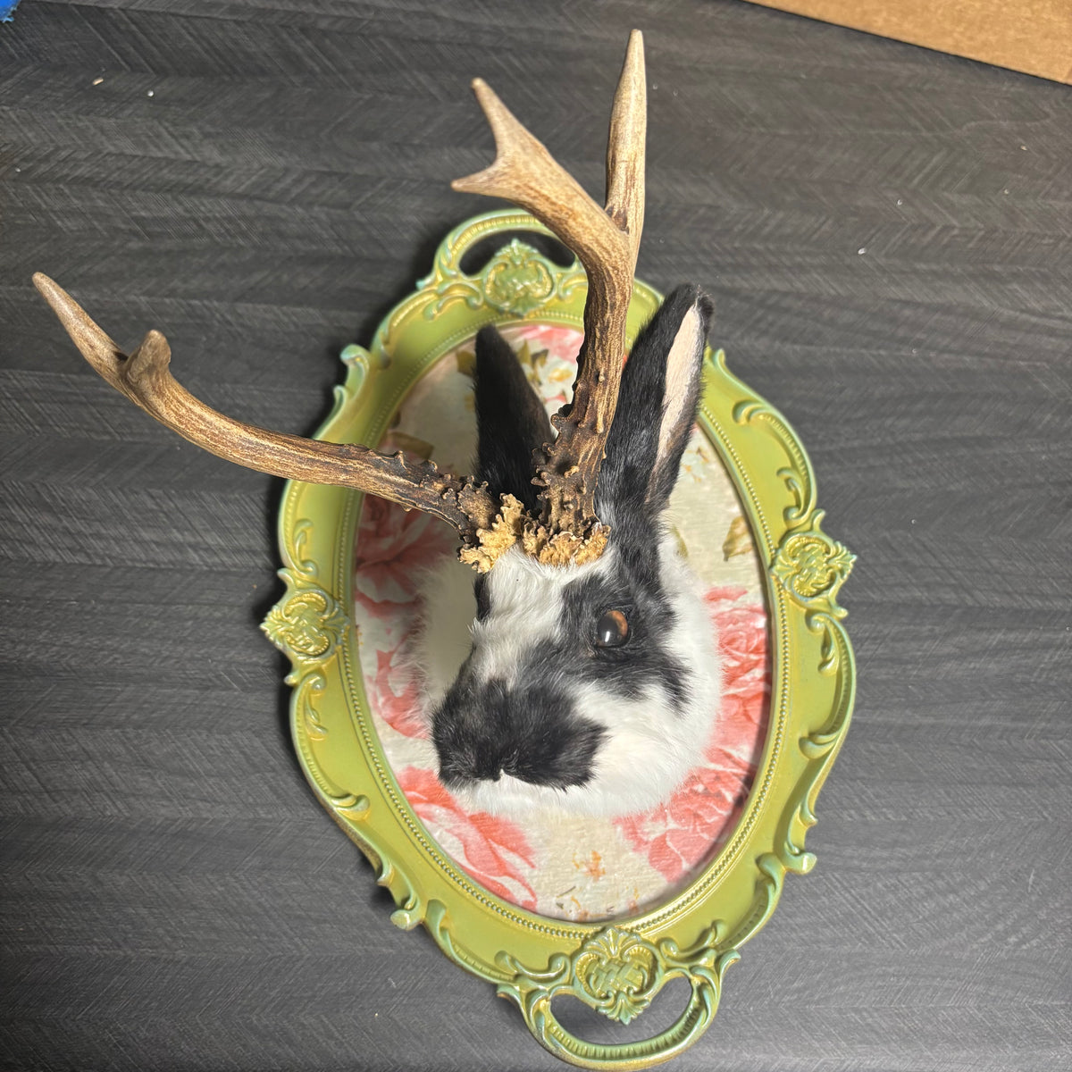 Jackalope Taxidermy