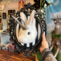Jackalope Taxidermy