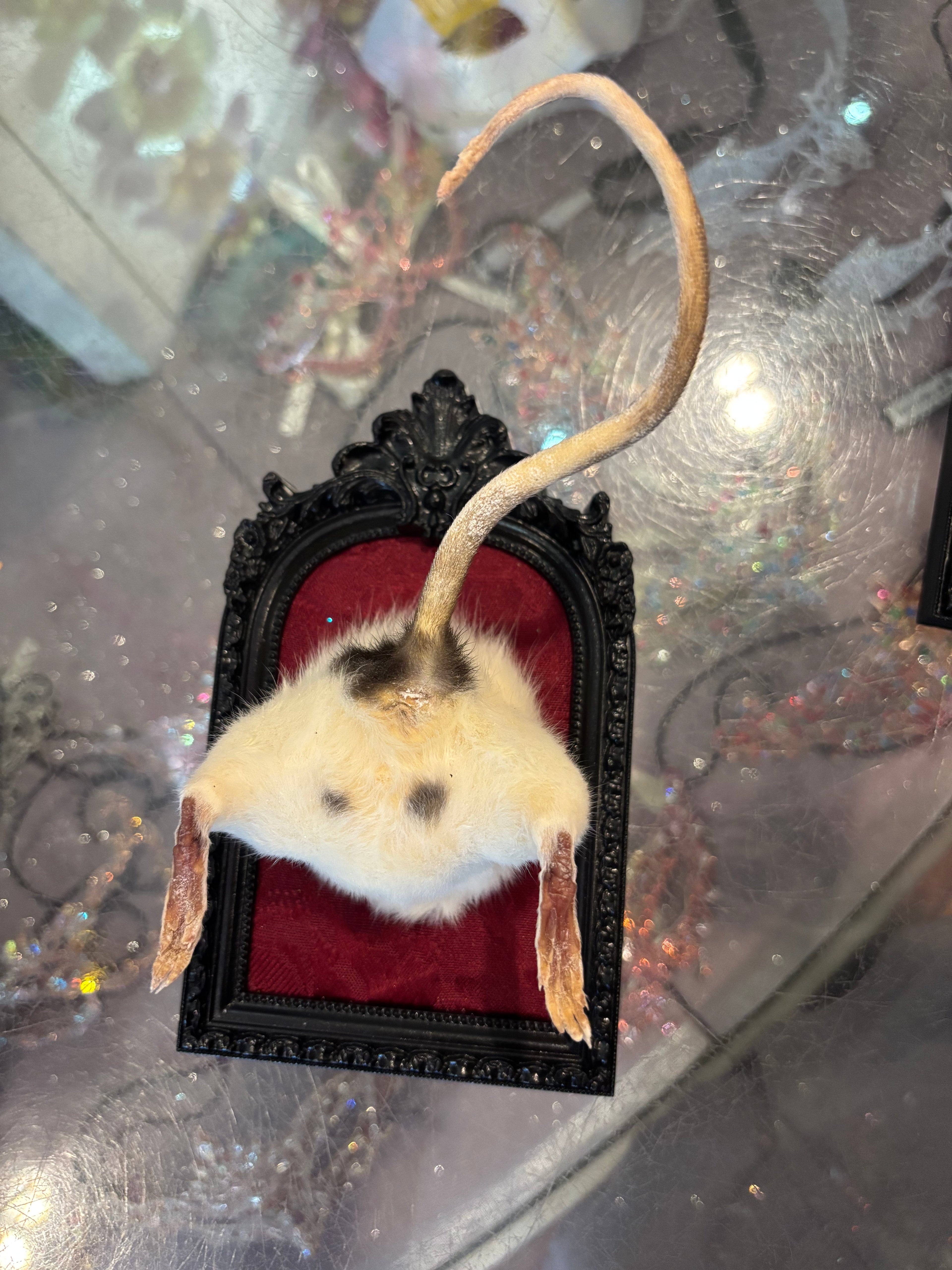 Rat Butt Taxidermy