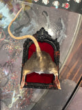 Rat Butt Taxidermy