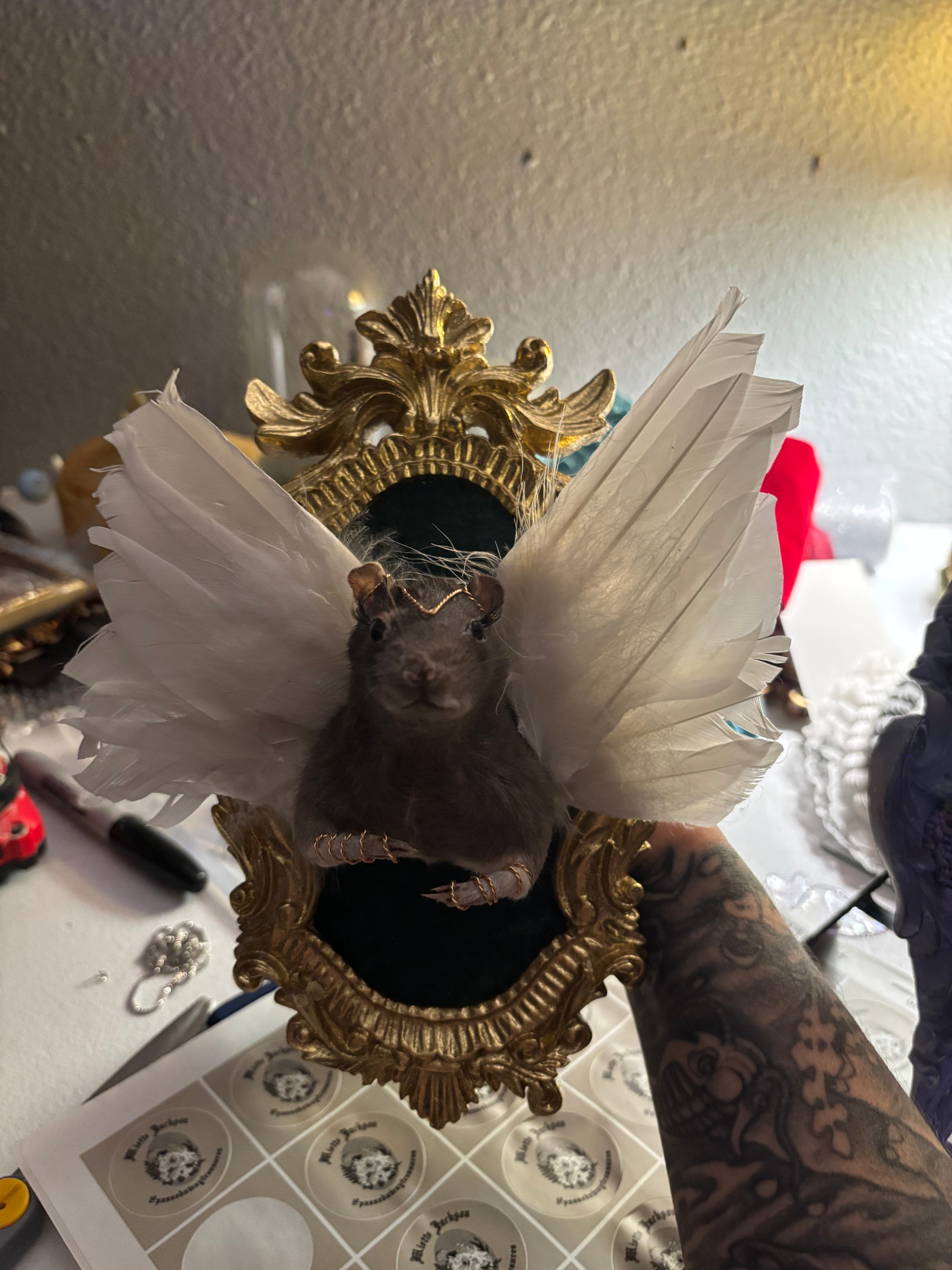 Angel Rat Taxidermy