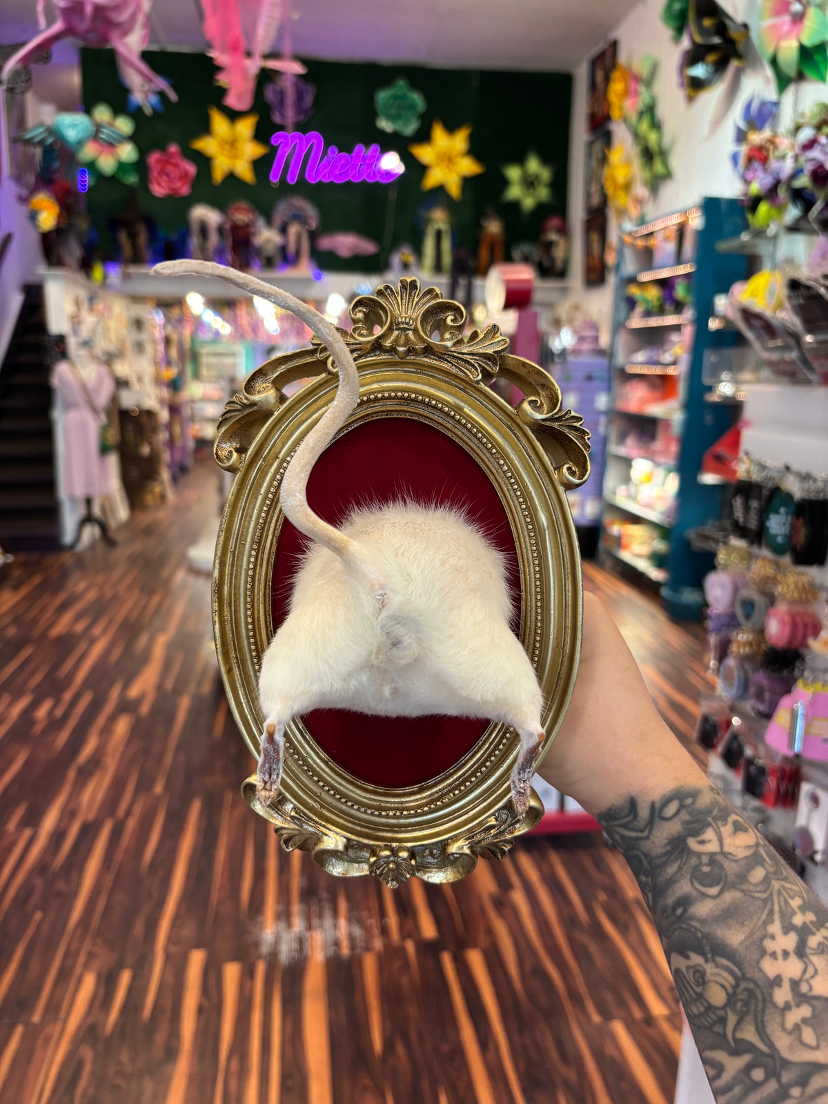 Rat Butt Taxidermy
