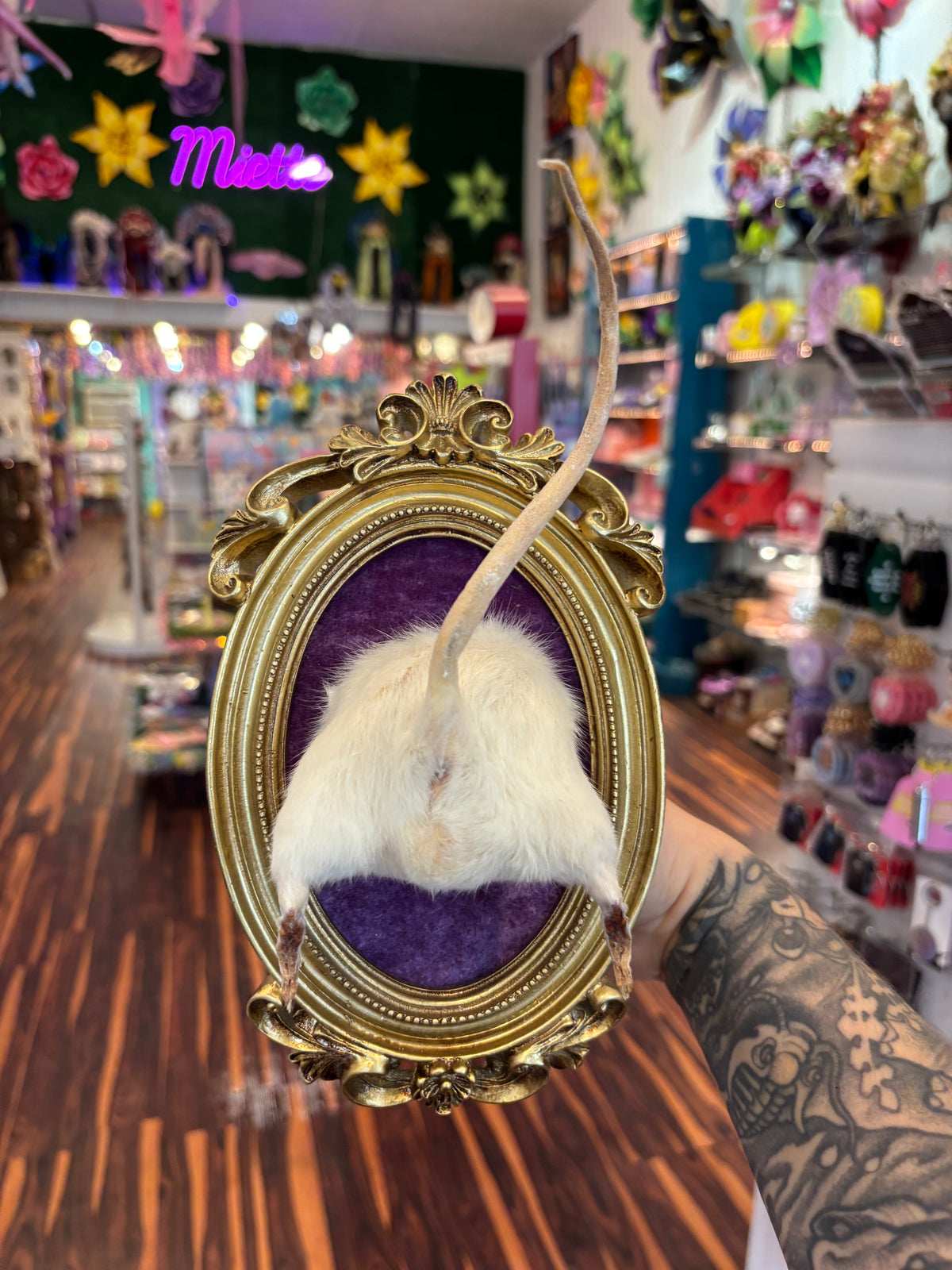 Rat Butt Taxidermy