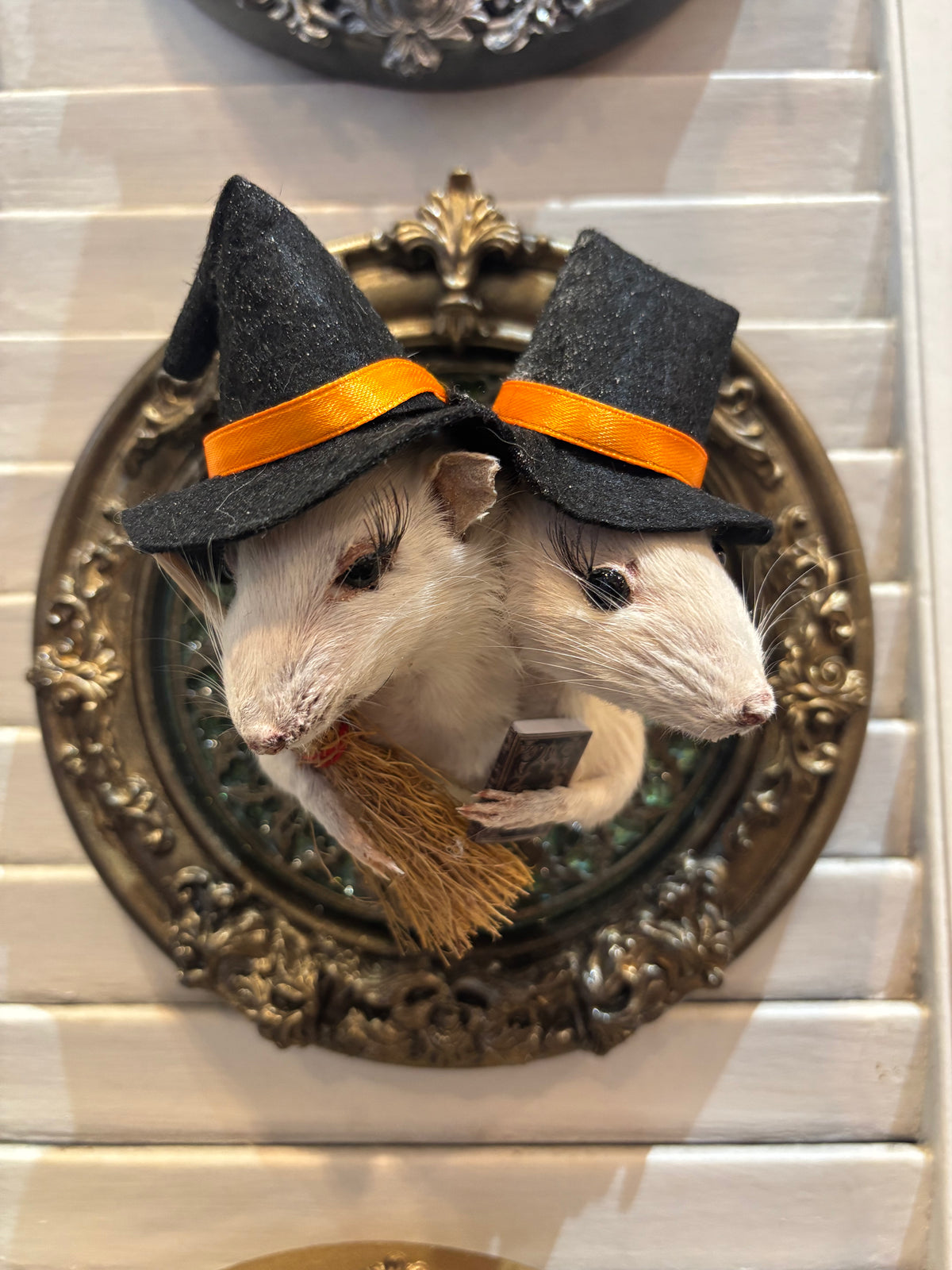 Double headed Witch Ratties