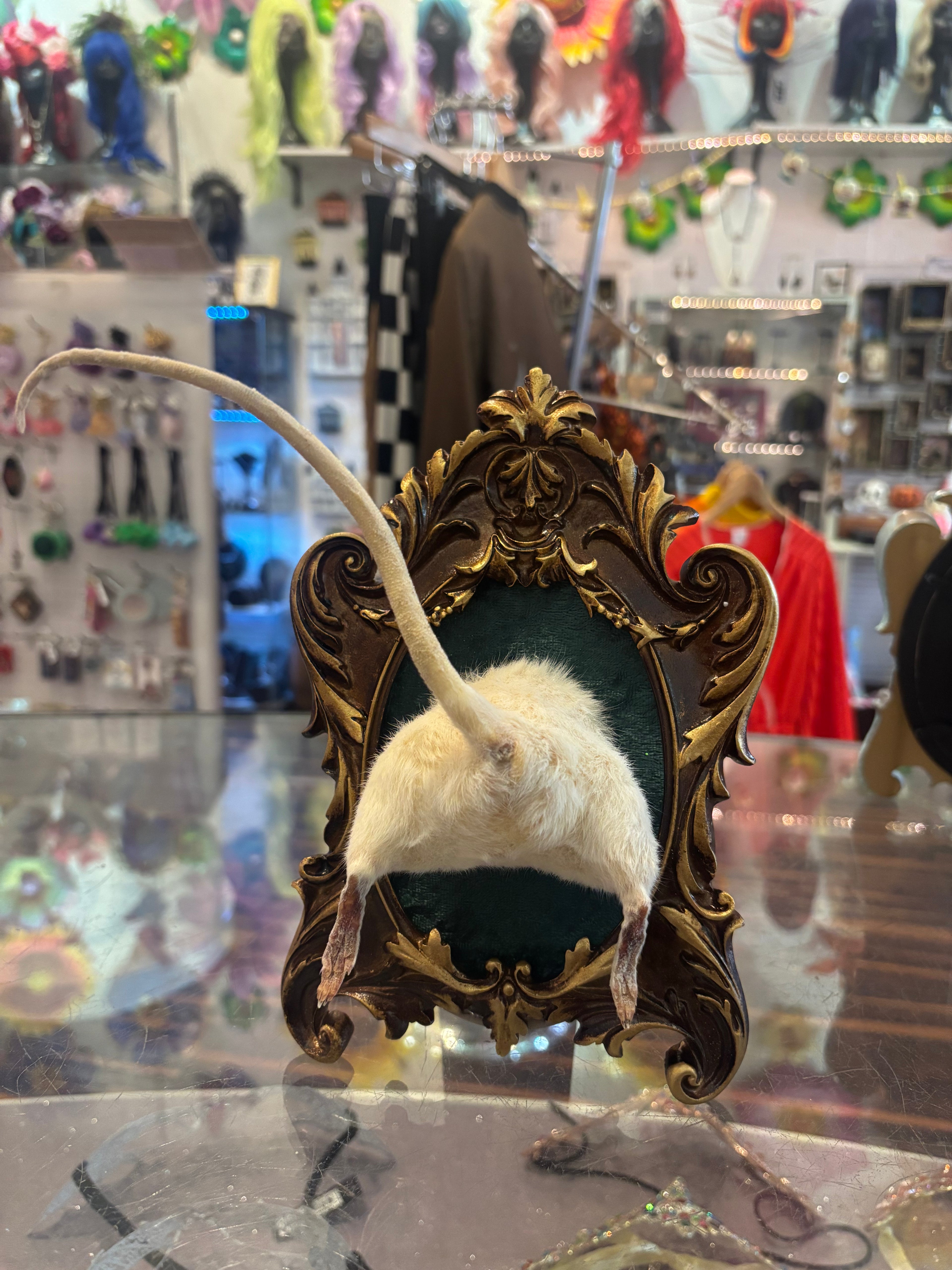 Rat Butt Taxidermy