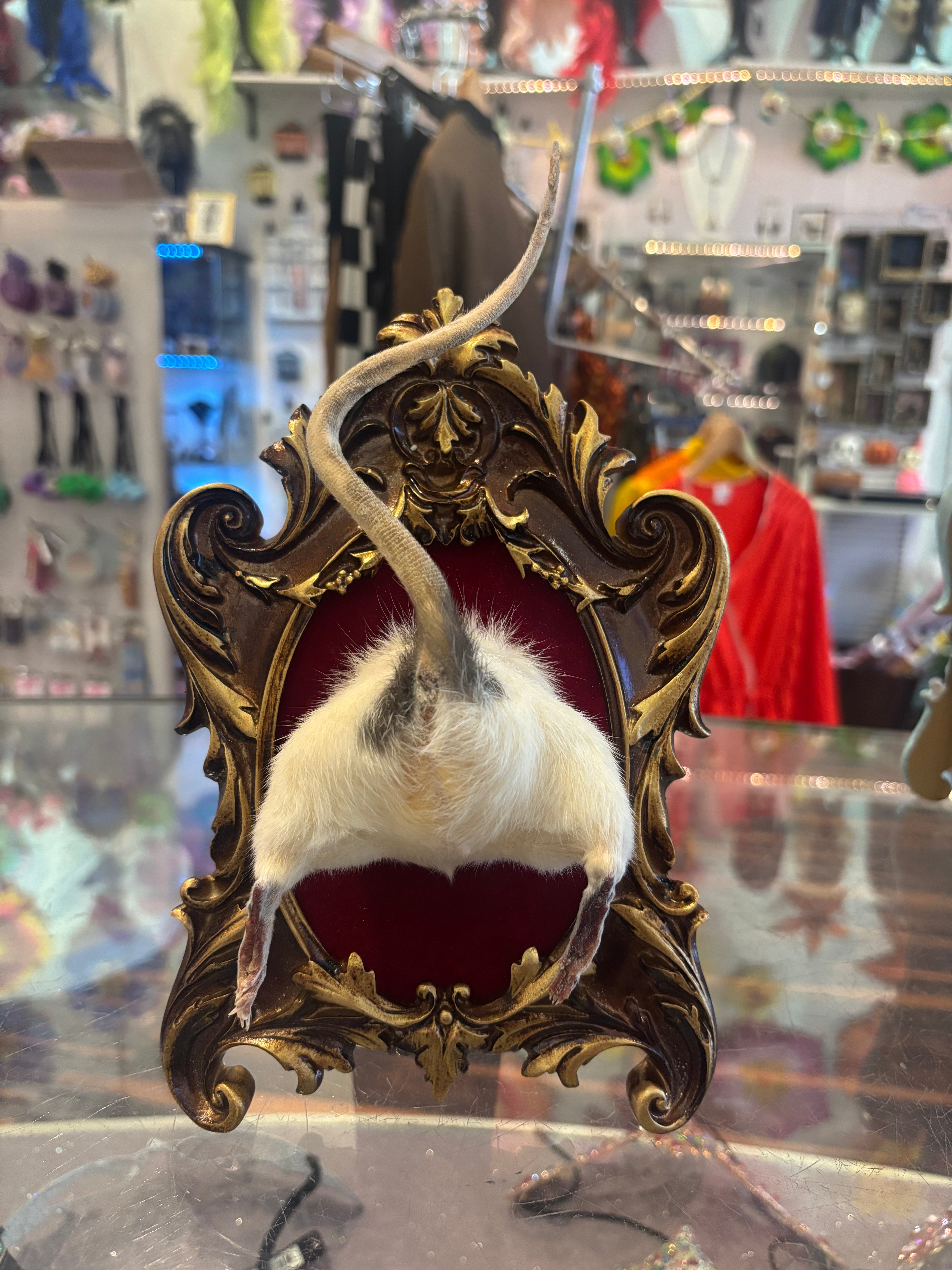 Rat Butt Taxidermy