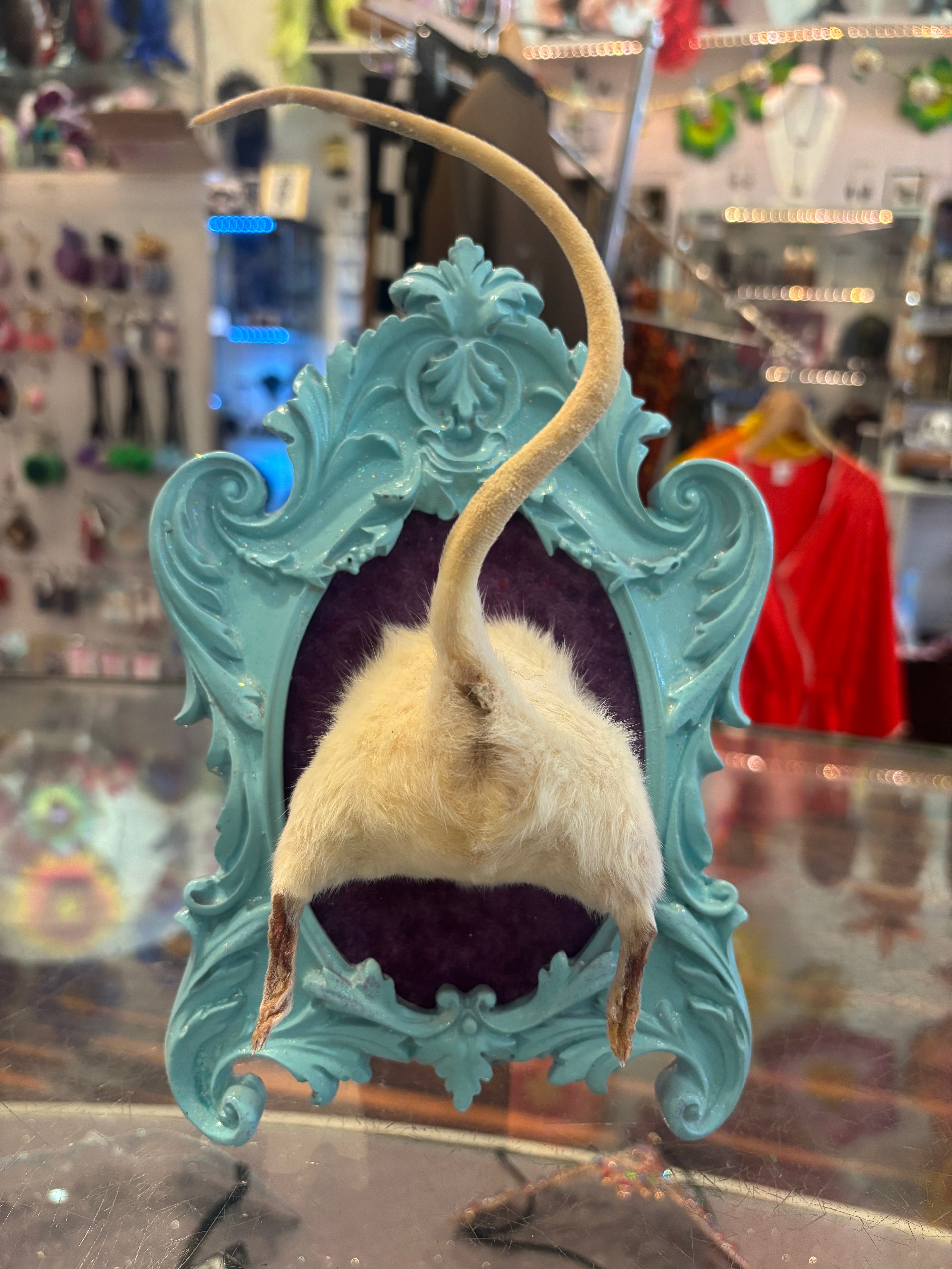 Rat Butt Taxidermy