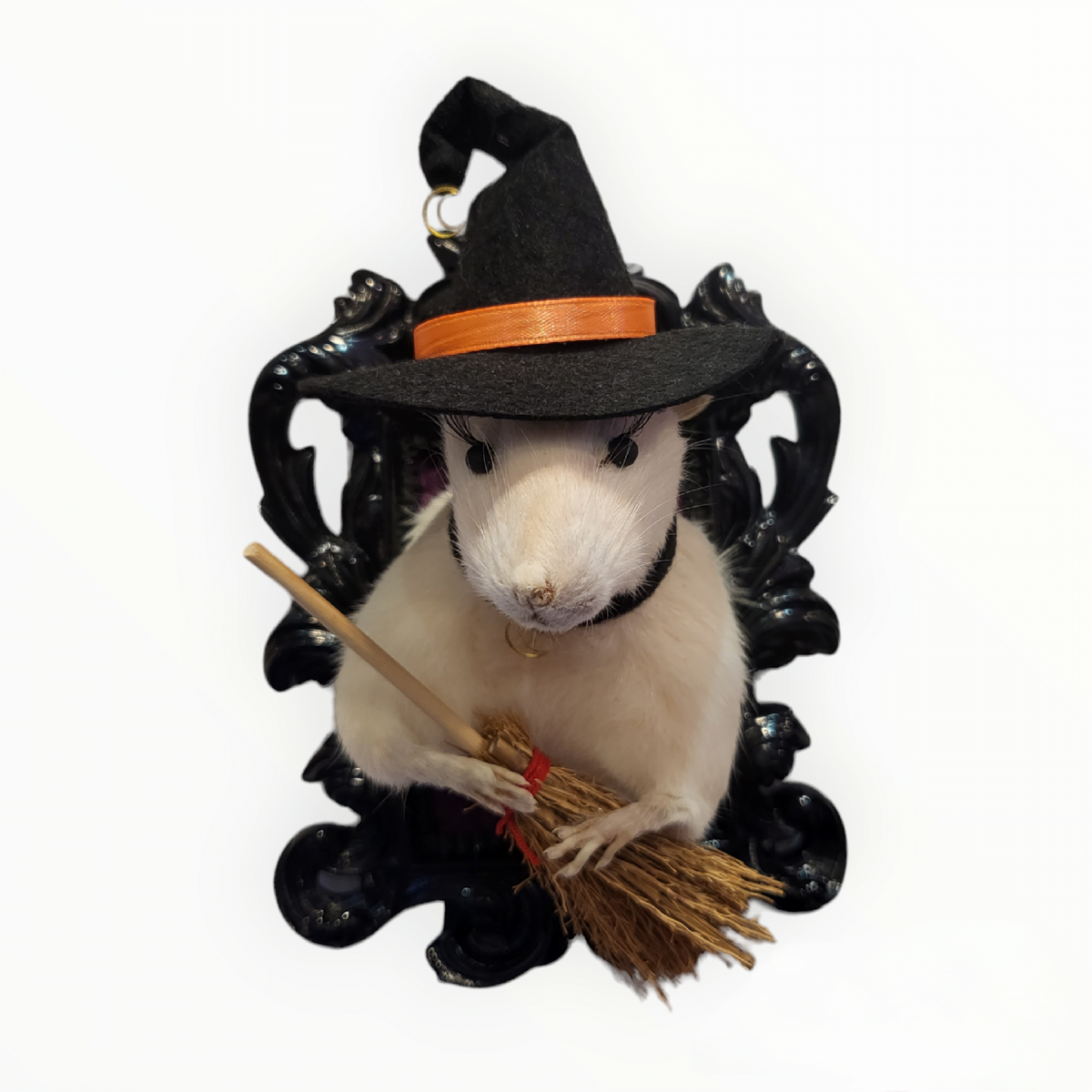 Witch Rat Taxidermy