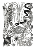 Sea Creature Print