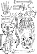 Human Bones Print
