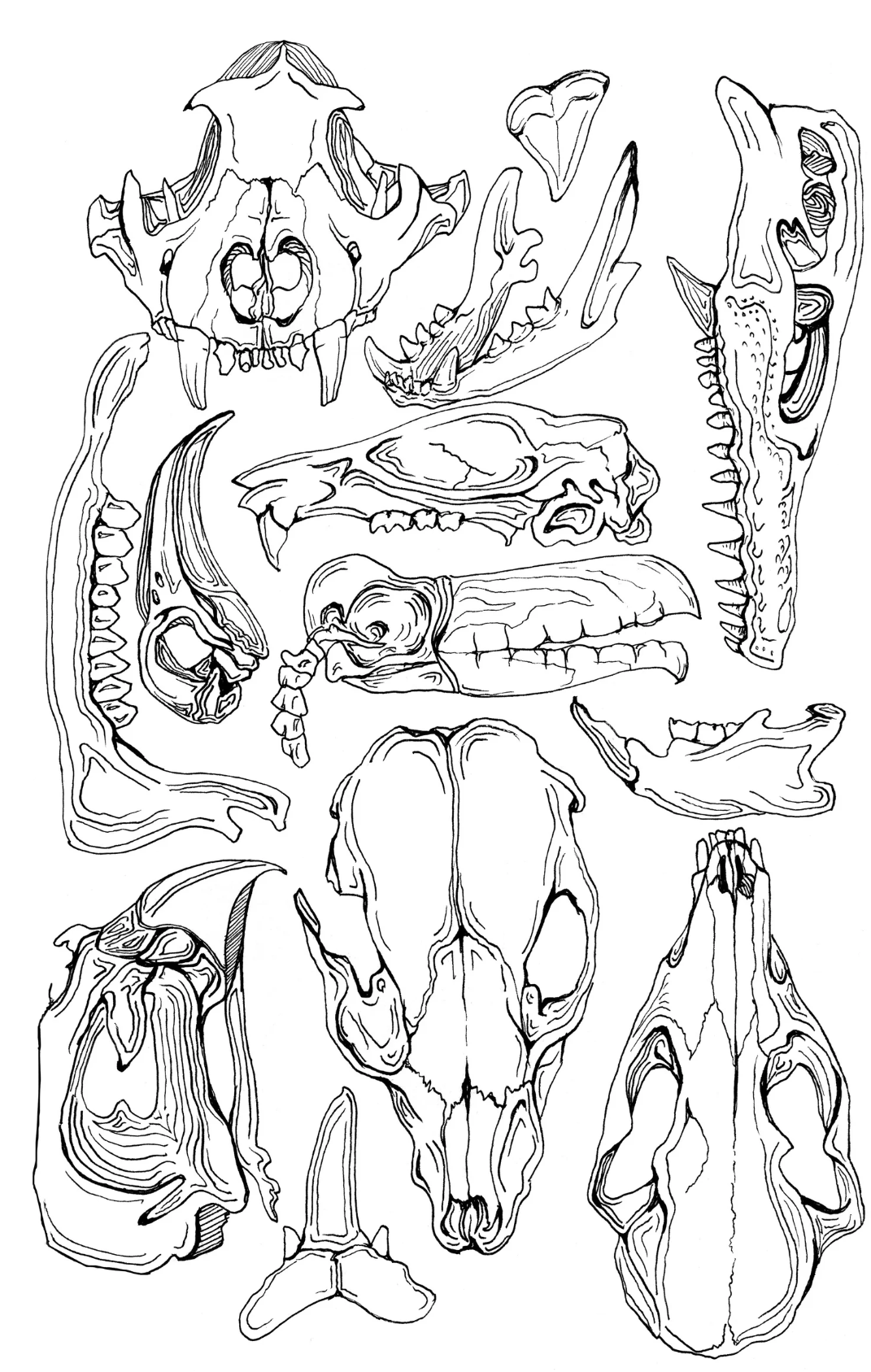 Animal Skulls Print