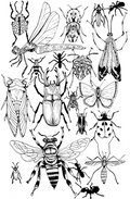 Insects Print