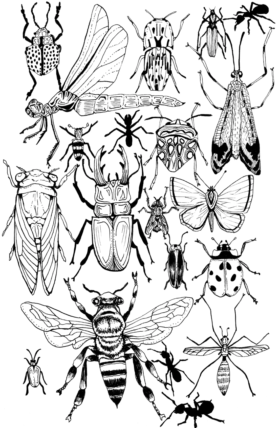 Insects Print