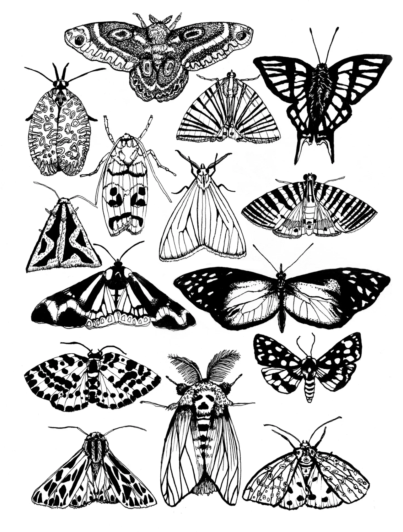 Moths Print
