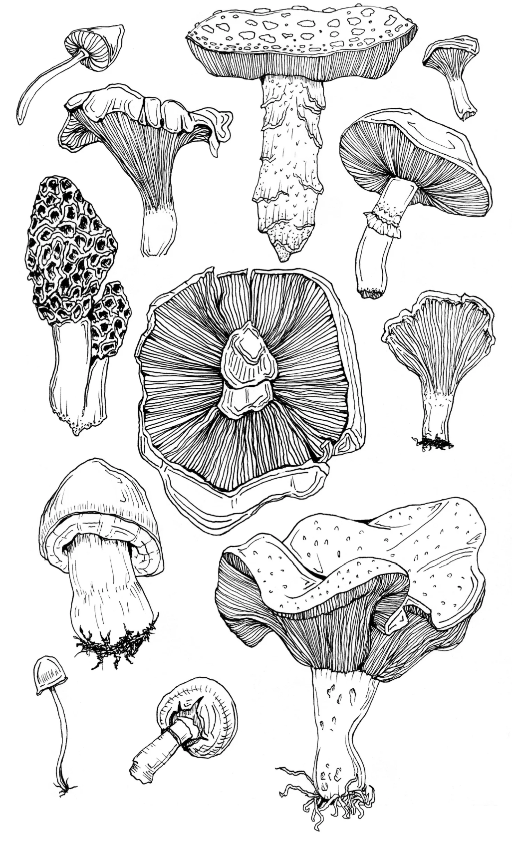 Mushroom Print