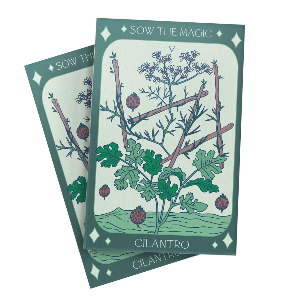 Cilantro Coriander Tarot Garden + Gift Seed Packet