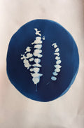 Eucalptus