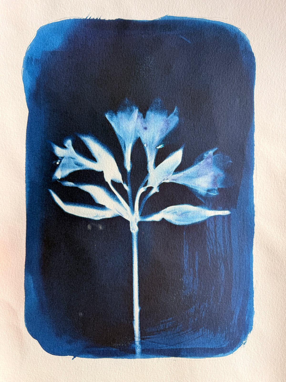 Alstroemeria