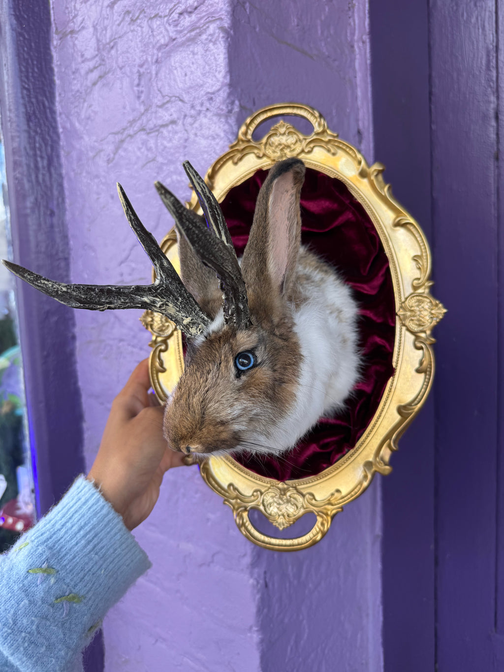 Gold frame with velvet background jackalope taxidermy