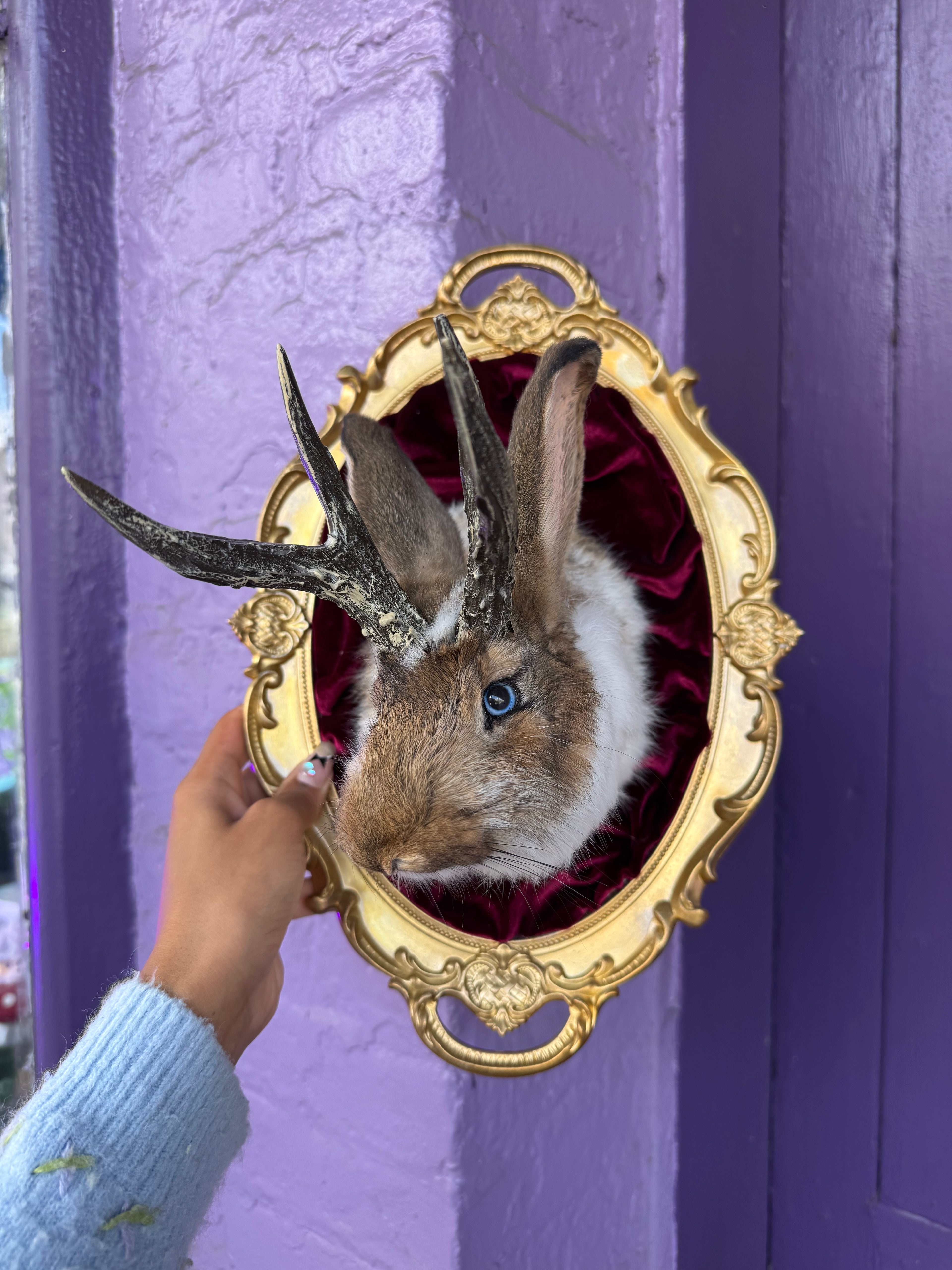Gold frame with velvet background jackalope taxidermy