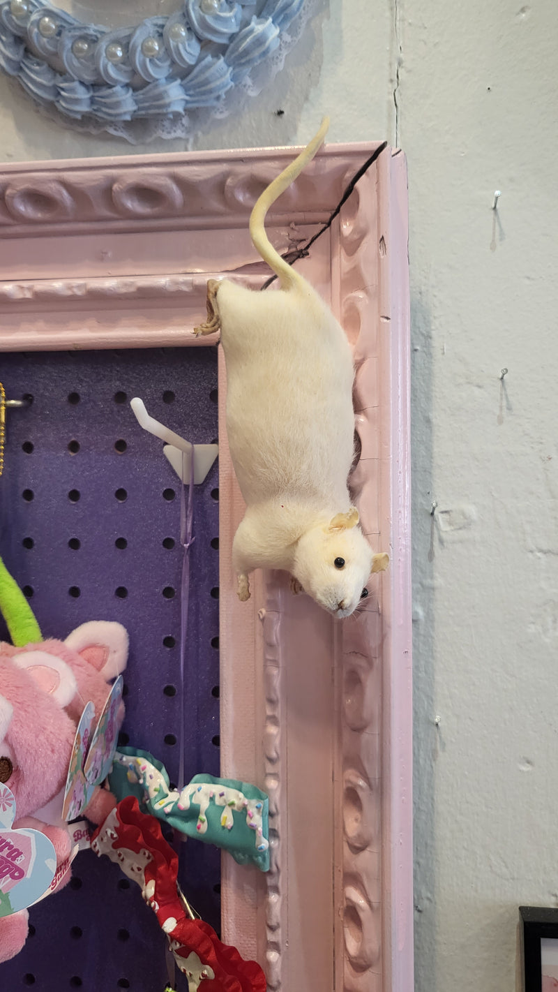 Hanging Rat Taxidermy
